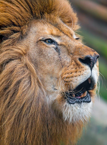 Un pisteur dévoré par deux lions en Afrique du Sud
