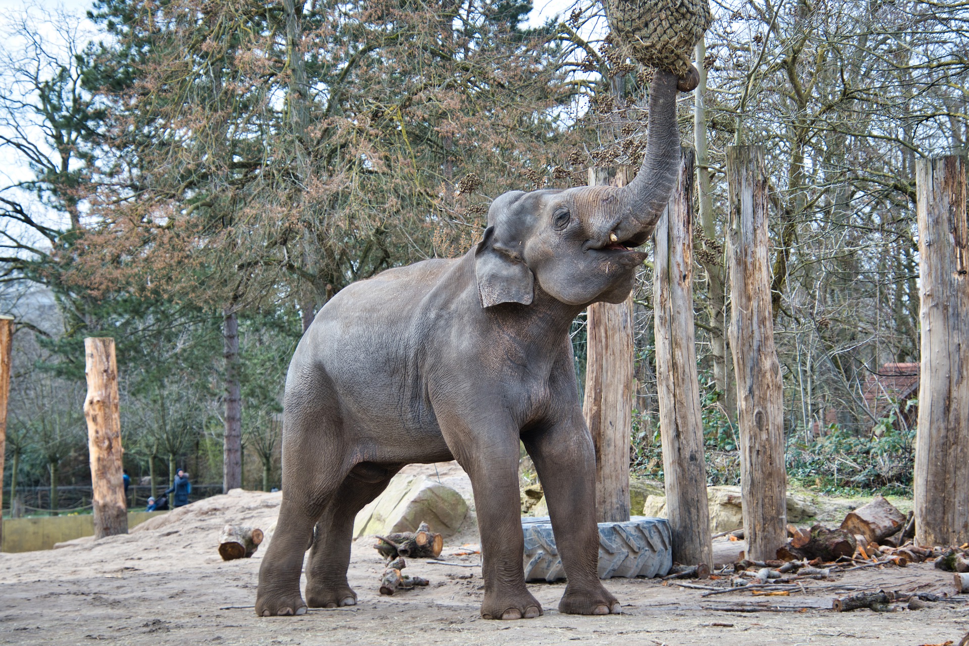Il risque la vie de son enfant pour un selfie avec des éléphants