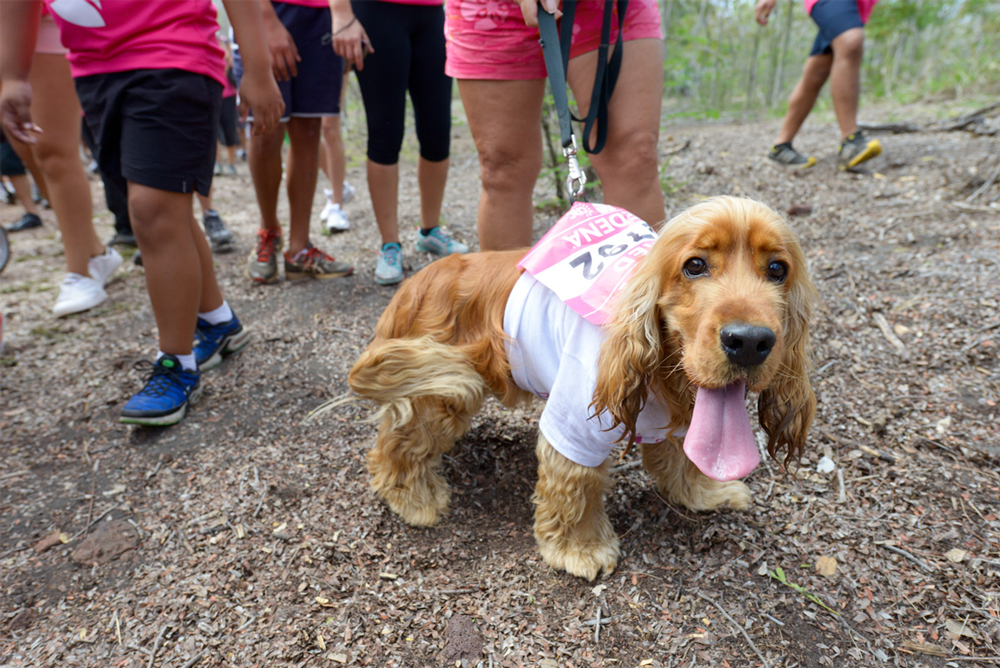  Odysséa 2013: plus de 10 000 participants et Miss Réunion...