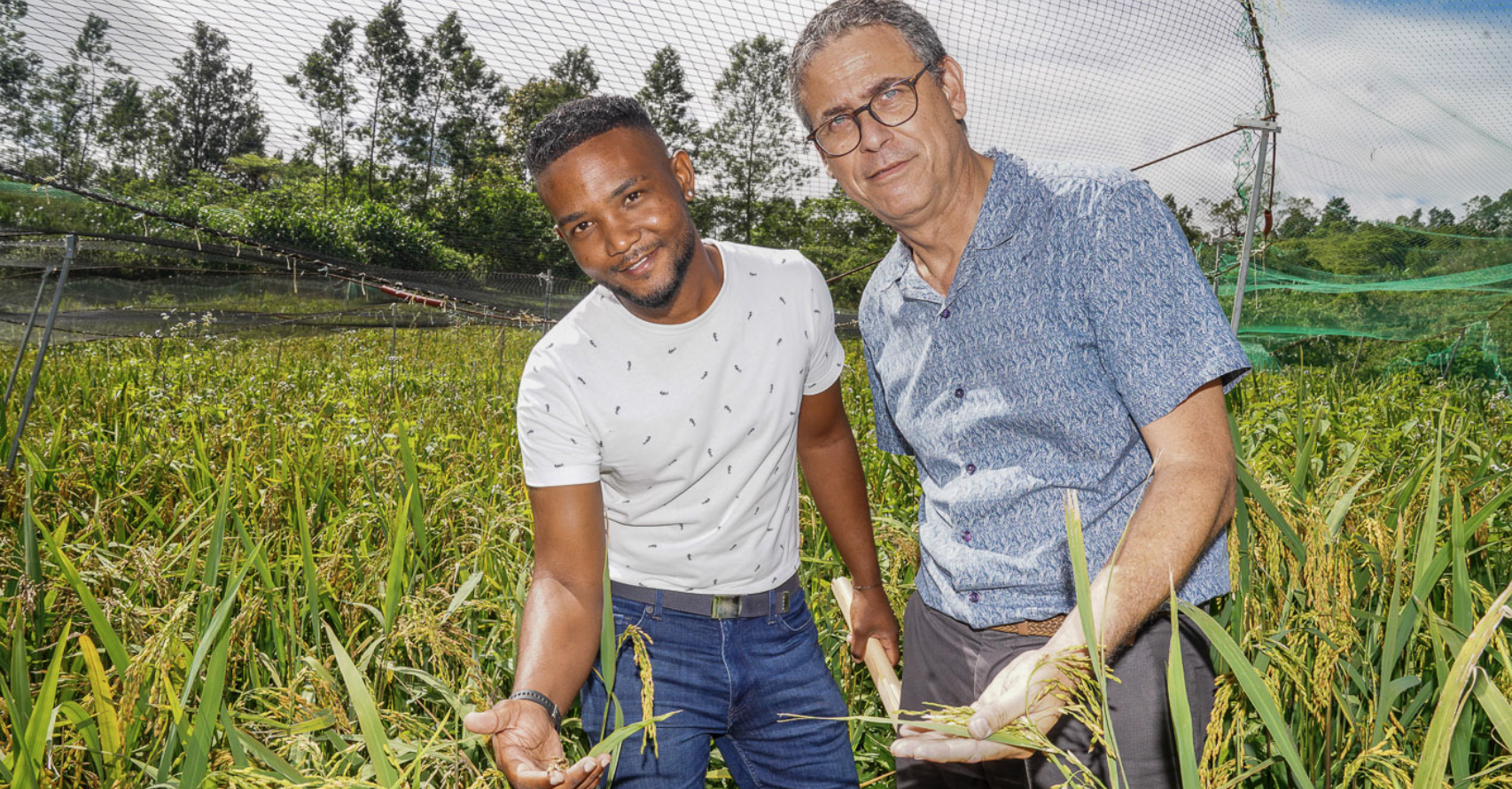 Culture du riz à La Réunion