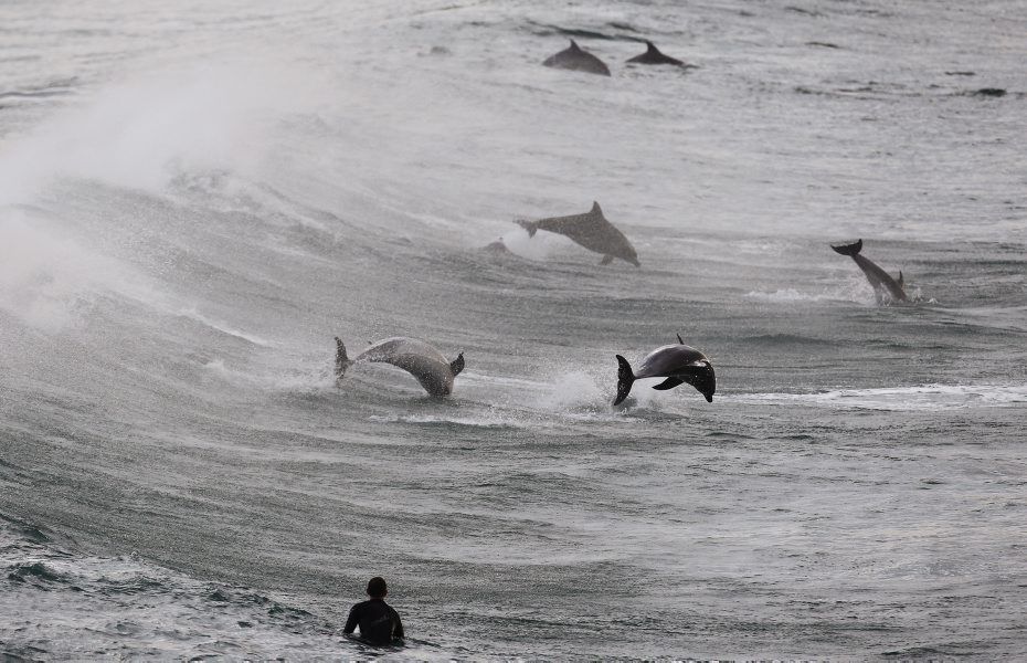 Blessé dans une collision avec un dauphin!