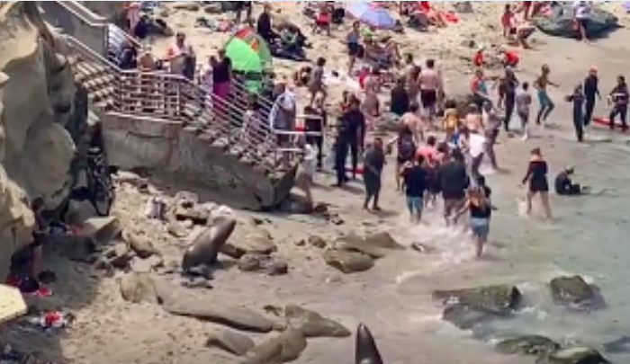 Deux otaries sèment une pagaille monstre sur une plage en Californie
