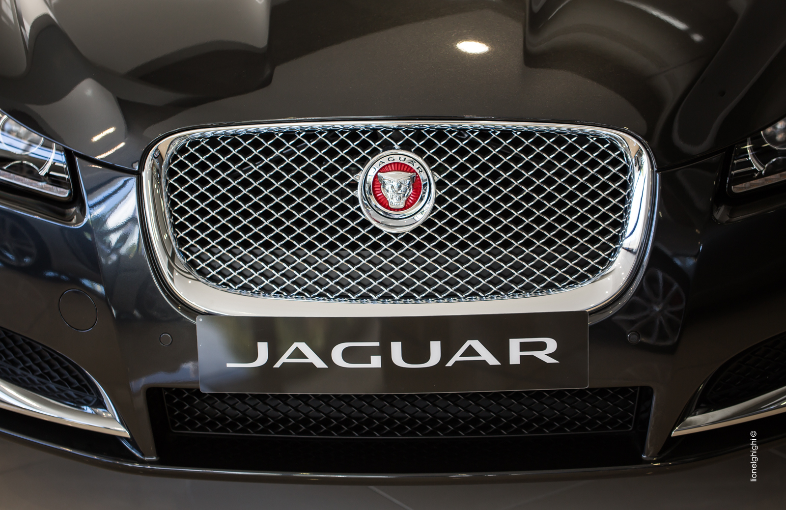 Jaguar à la Réunion