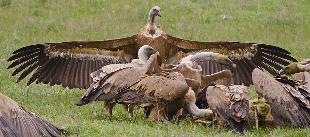 Les vautours rôdent...