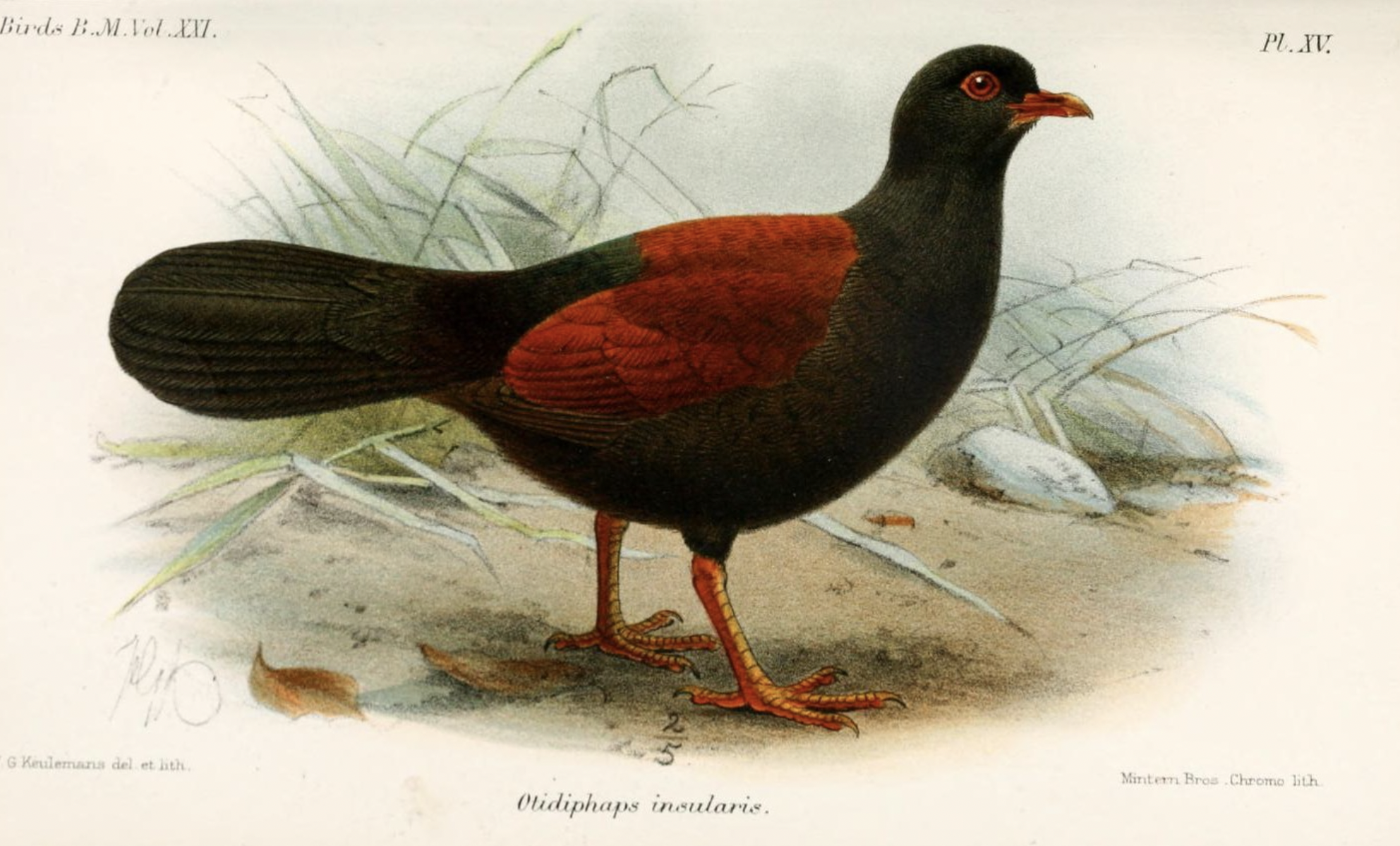 Découverte exceptionnelle : le pigeon-faisan à nuque noire filmé par des scientifiques