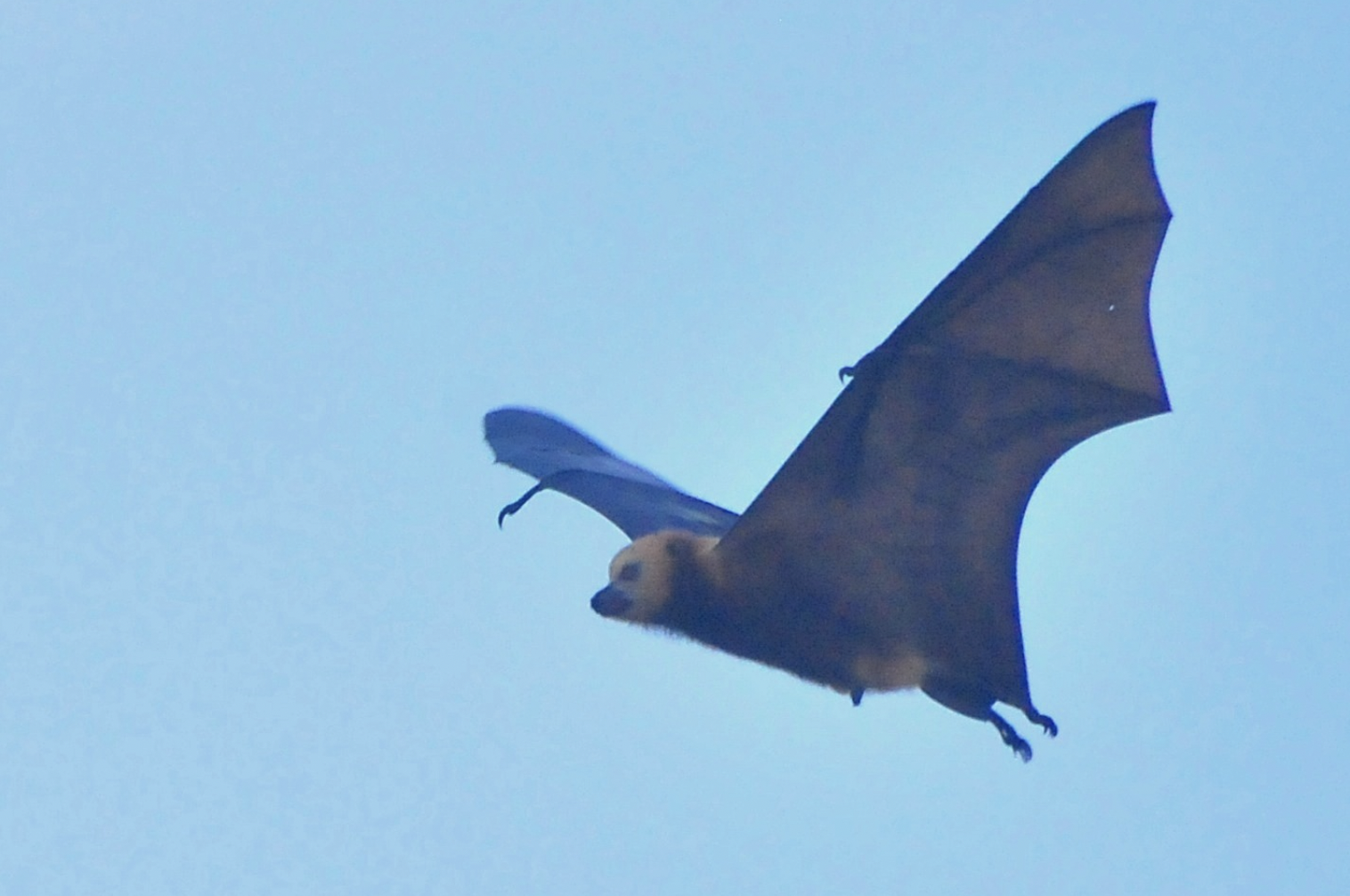 Un frère et une soeur perdent la vie après une morsure de chauve-souris