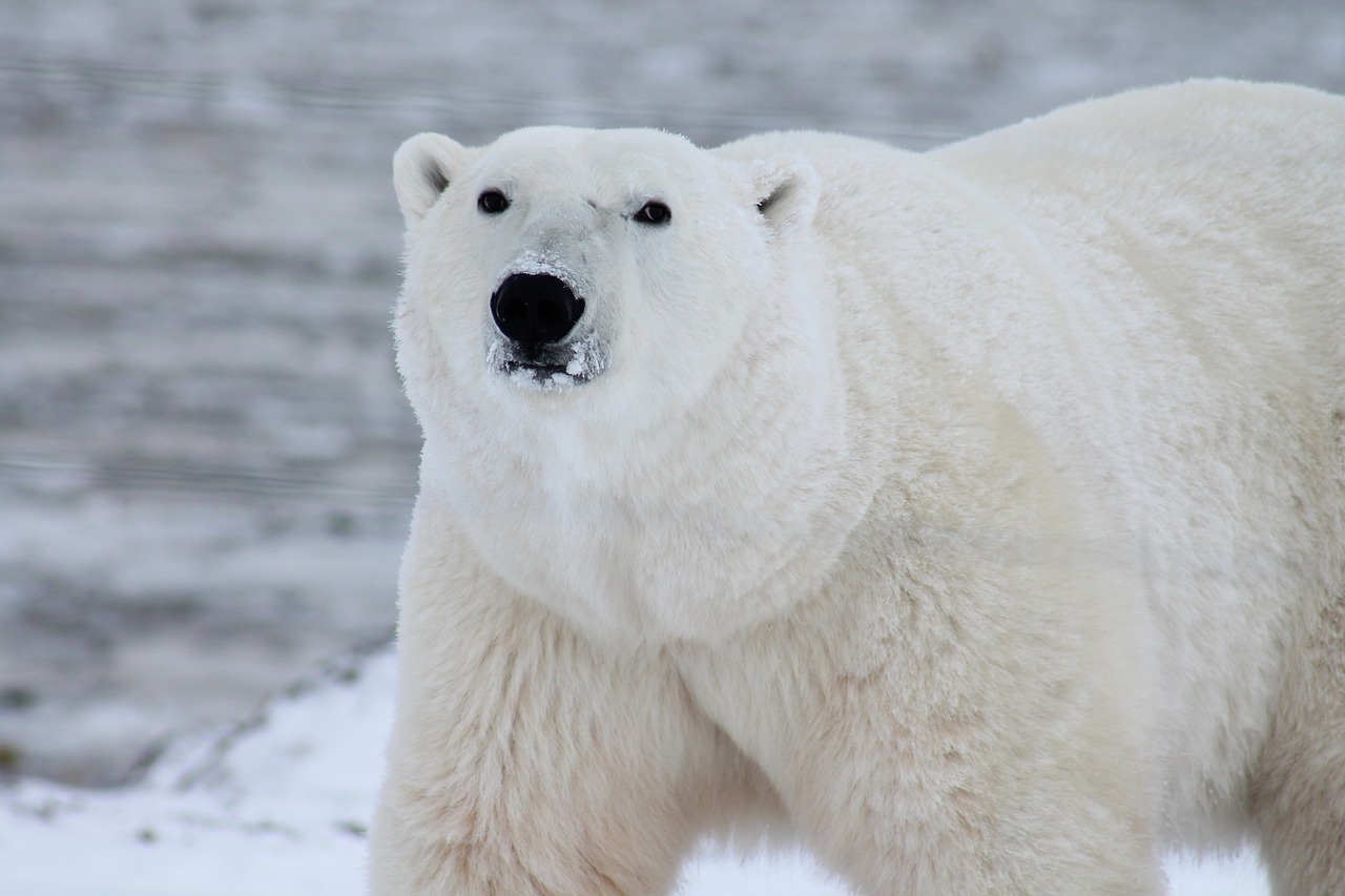 Attaque d'ours polaire : une femme et son bébé tués dans un village reculé d'Alaska