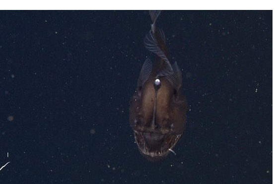 Un poisson de cauchemar!