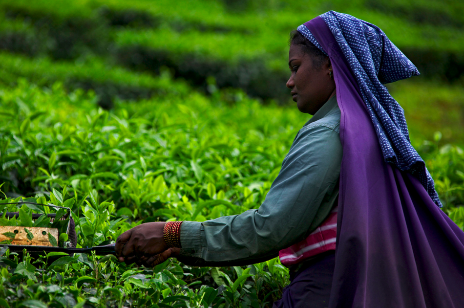 Zone Australe sur Antenne Réunion <br>Inde du Sud: Région du Kerala