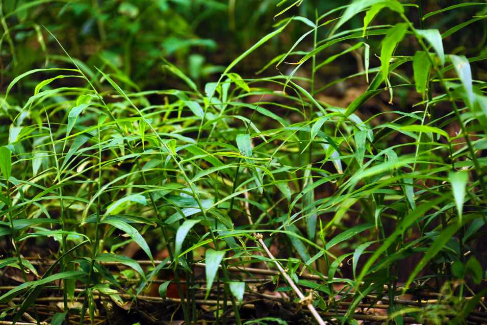 Zone Australe sur Antenne Réunion <br>Inde du Sud: Région du Kerala