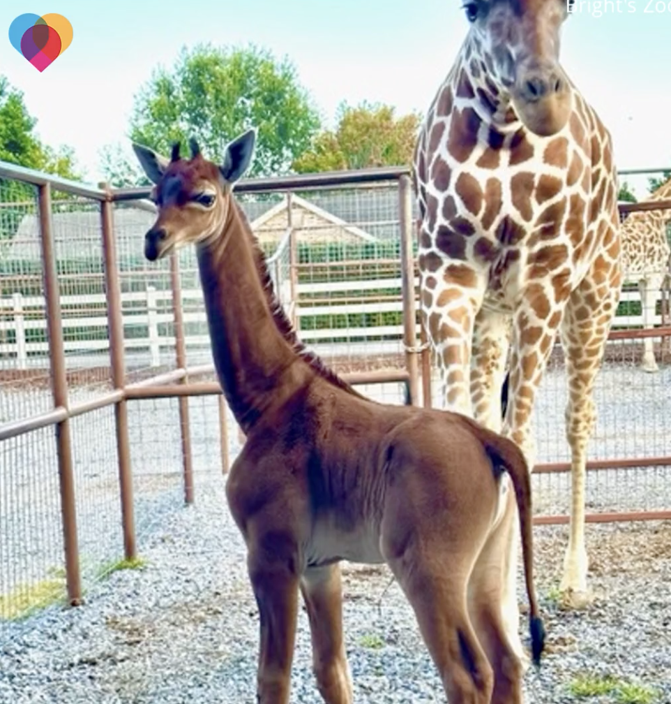 L'incroyable bébé girafe né sans aucune taches