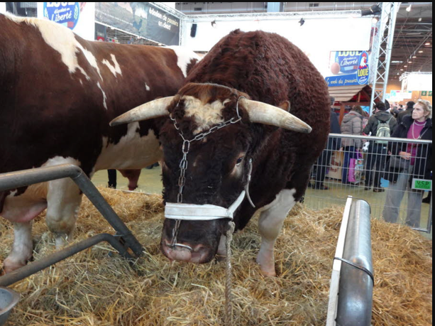 Fêtard le taureau, the star du salon de l'Agriculture
