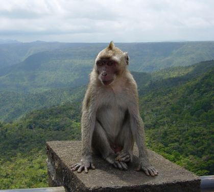 Maurice : 8.892 singes exportés pour la recherche biomédicale en 2014