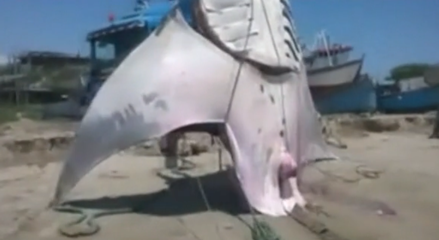 Monstre marin: Une raie de plus de 8 mètres
