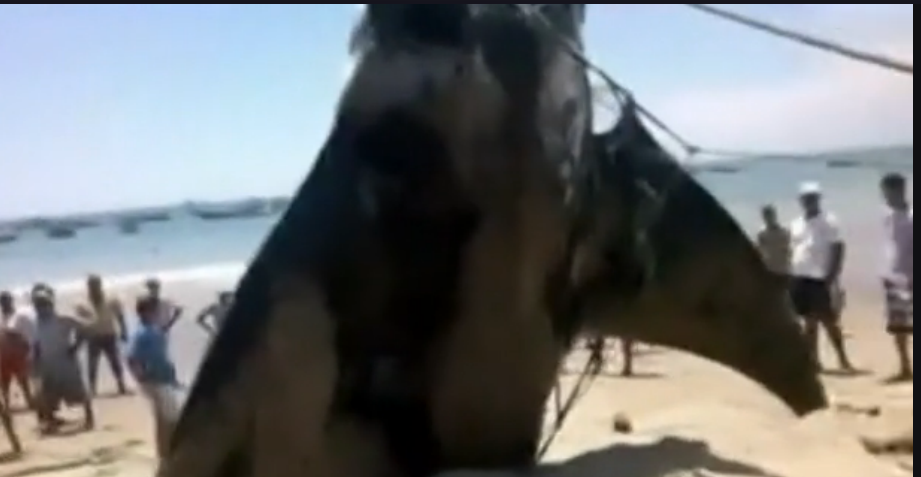 Monstre marin: Une raie de plus de 8 mètres