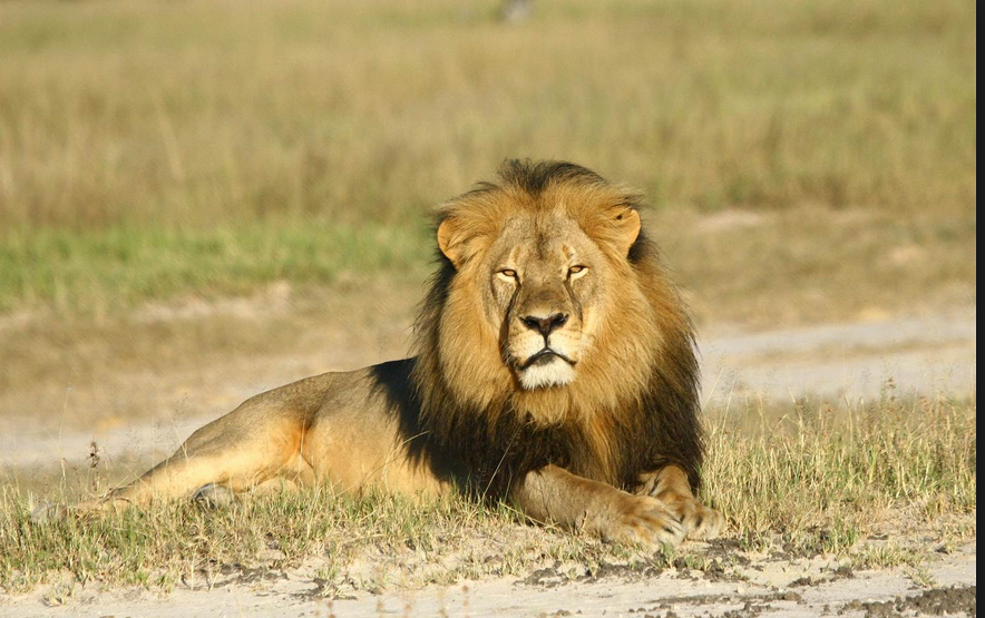 Cécil était une vraie star