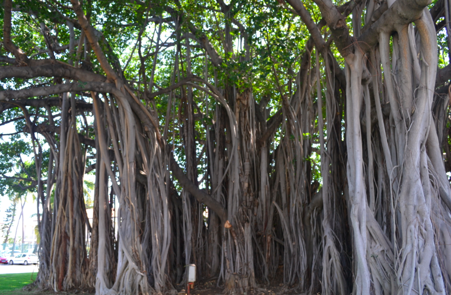 Ce banian a été planté entre 1970 et 1980, il fait partie du patrimoine de l'île