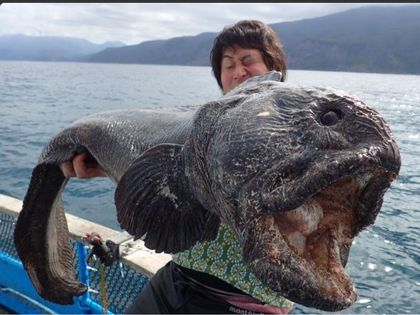Un poisson effrayant pêché au large de Fukushima