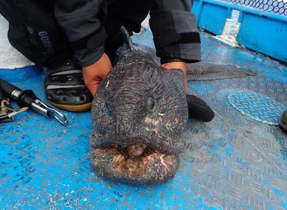 Un poisson effrayant pêché au large de Fukushima