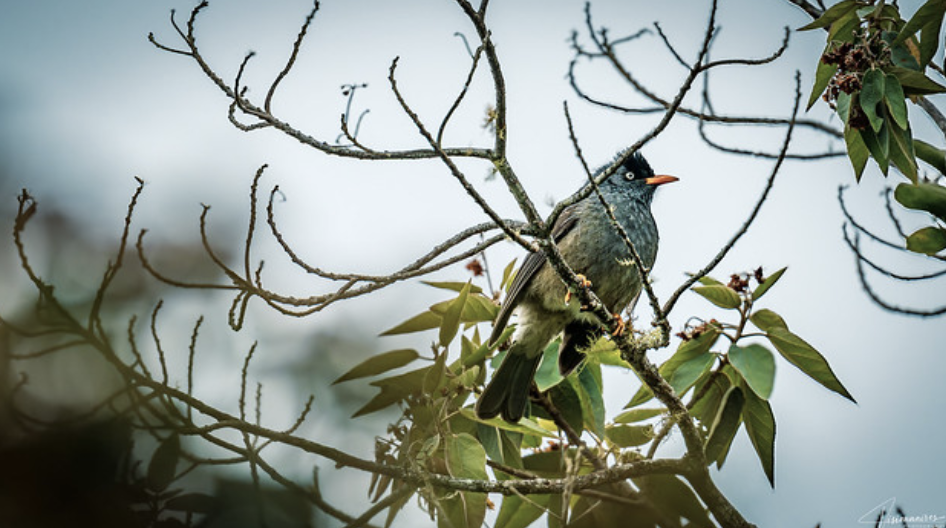 La faune de la Réunion tout simplement magnifique
