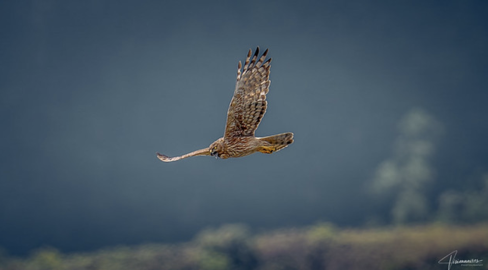 La faune de la Réunion tout simplement magnifique