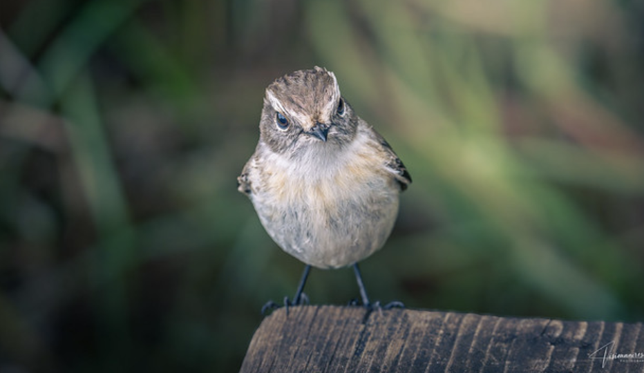 La faune de la Réunion tout simplement magnifique