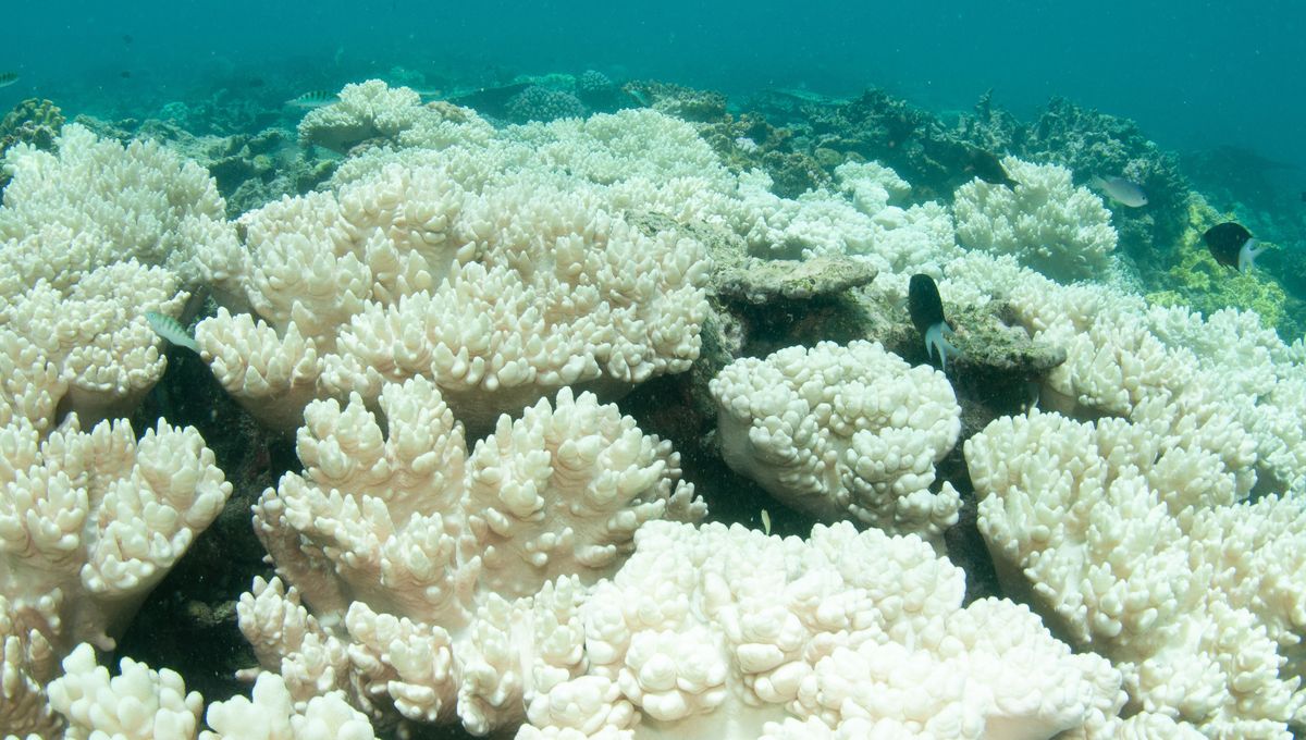 Blanchissement des coraux : l’alerte silencieuse venue des océans