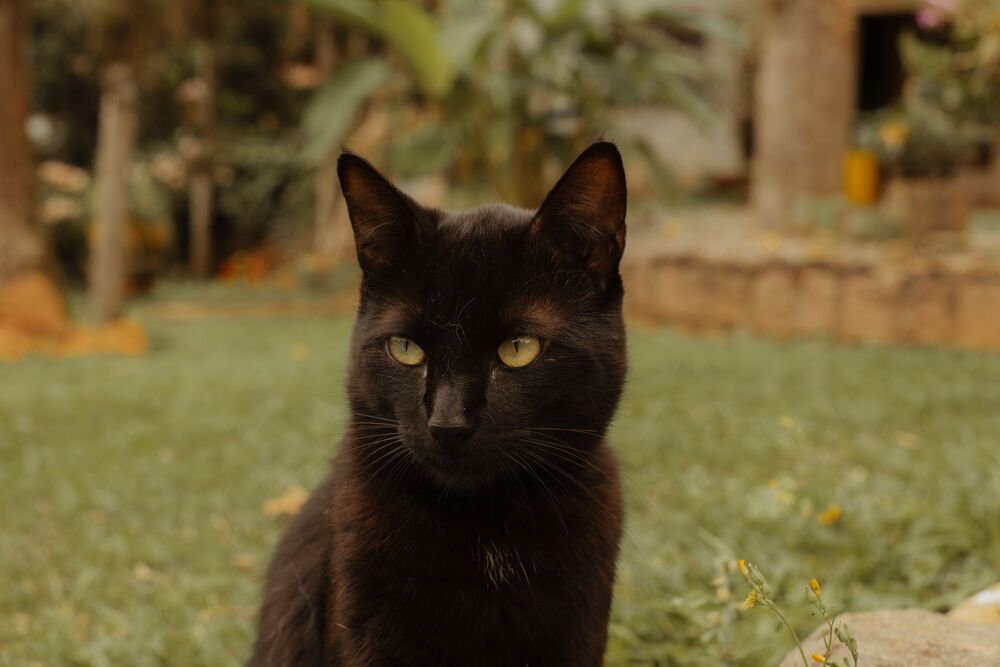 Photo de Bruna  Fossile
