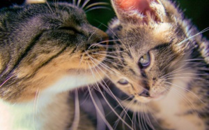 Un Loft Story version chats