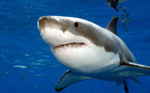 Un pêcheur repousse un grand requin blanc à l'aide d'un balai