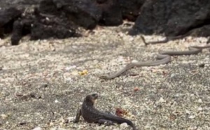 Quand des serpents affamés pourchassent un iguane...