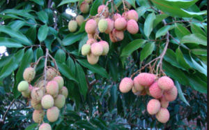 Le letchi responsable de centaines de morts d'enfants par an, en Inde