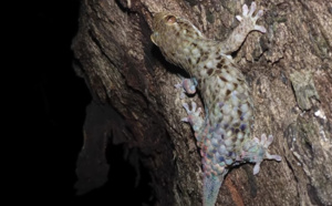 L'incroyable nouvelle espèce de margouillat de Madagascar