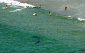 Un drone a filmé l'attaque d'Alexandre par un requin dans l'embouchure de la rivière du Mat