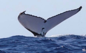 Le challenge de la baleine qui pousse les ados au suicide
