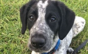 Un chien renifleur abattu sur un tarmac