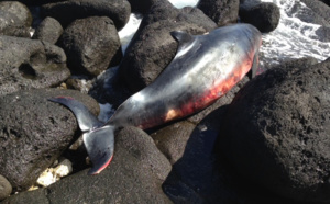 Un cachalot retrouvé échoué à Saint-Pierre