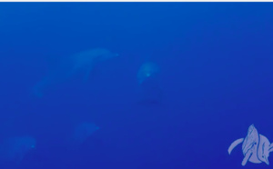 [Vidéo] Un dauphin en difficulté, la dorsale cisaillée par un fil de pêche