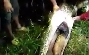 [VIDEO] Mort avalé par un python géant