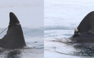Deux dauphins blessés, les nageoires sévèrement entaillées
