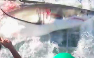 Un grand requin blanc dans la cage d'un plongeur