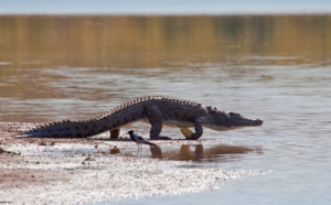 Un pasteur dévoré par des crocodiles