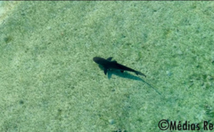 Passe de l'Ermitage : Le requin bouledogue juvénile capturé