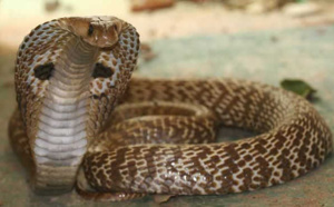 Mordu par son cobra : il en réchappe par miracle