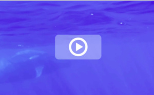 [VIDEO] Un baleineau et sa mère au large de La Réunion