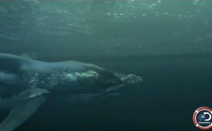 Michael Phelps perd son duel face à un requin blanc