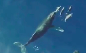 Magnifique spectacle de baleines nageant et jouant avec des dauphins à la Réunion