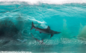 [VIDEO] Australie : 200 requins débarquent au milieu des surfeurs