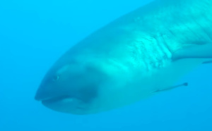Un énorme requin grande gueule filmé en Indonésie
