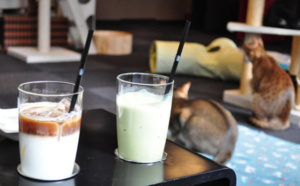 "Matouccino Cat Café", le premier bar à chats de La Réunion